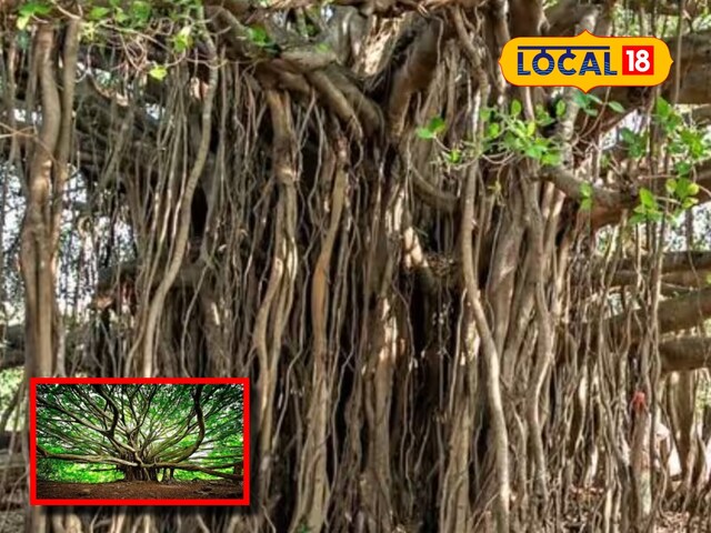 550 साल पुराना है ये पेड़, चौड़ाई इतनी की समा जाएंगे 4 फुटबॉल ग्राउंड,