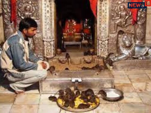 राजस्थान का एक ऐसा मंदिर जहां मिलता है चूहों का जूठा प्रसाद, जानें इसका रहस्य