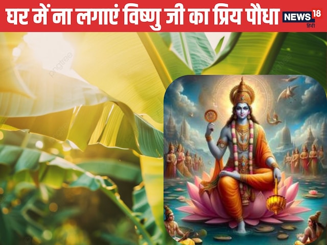 घर में ना लगाएं विष्णु जी का प्रिय पौधा वरना रूठ जाएंगी मां लक्ष्मी घर में ना लगाएं विष्णु जी का प्रिय पौधा वरना रूठ जाएंगी मां लक्ष्मी