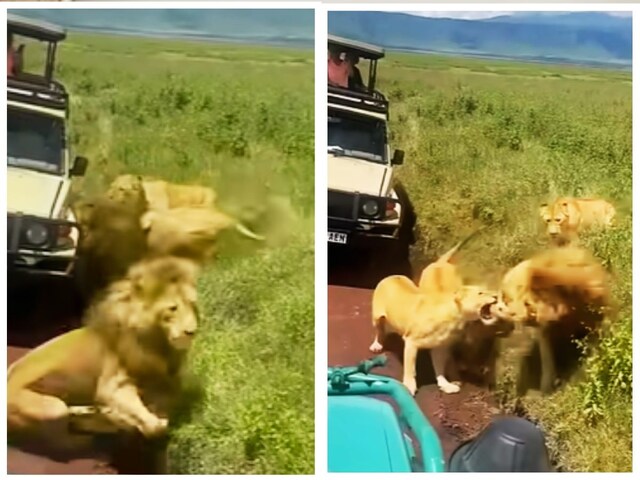 बीवियों के आगे एक न चली, जंगल के राजा की हुई घोर बेइज्ज़ती!