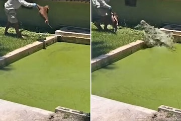 There was algae on the water, there was no movement, then the person came to feed! There was algae on the water, there was no movement, then the person came to feed!