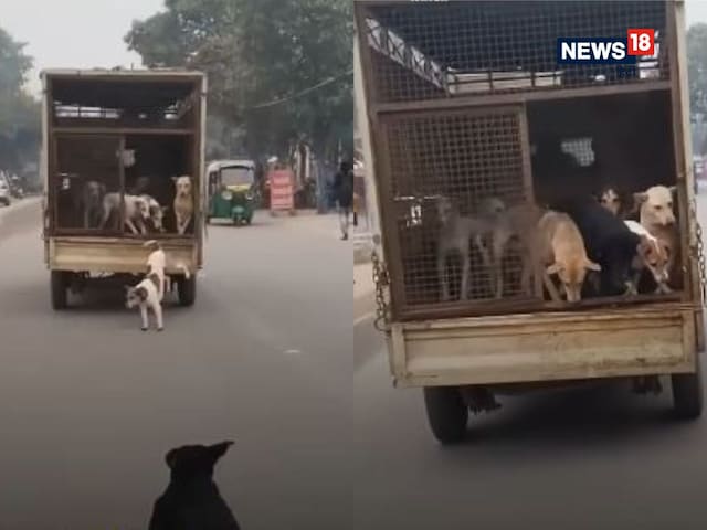 आवारा कुत्तों को ले जा रही थी गाड़ी, तभी शख्स ने खोल दिया गेट! आवारा कुत्तों को ले जा रही थी गाड़ी, तभी शख्स ने खोल दिया गेट!