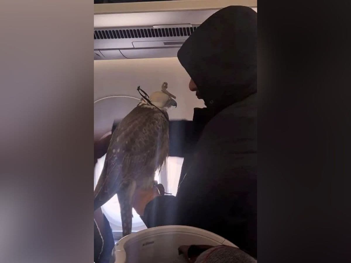 man traveling in plane spot falcon birds