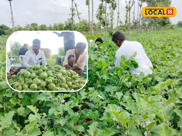 80 हजार की लागत, कमाई लाखों में...बैंगन की खेती ने किसान को ऐसे बनाया करोड़पति