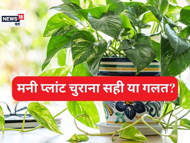मनी प्लांट को चुराकर लगाना सही या गलत? क्या सच में इससे होती है धन वृद्धि