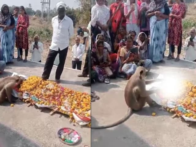 महिला के अंतिम संस्कार में अचानक पहुंचा बंदर, चेहरा देख किया सलाम- Video महिला के अंतिम संस्कार में अचानक पहुंचा बंदर, चेहरा देख किया सलाम- Video