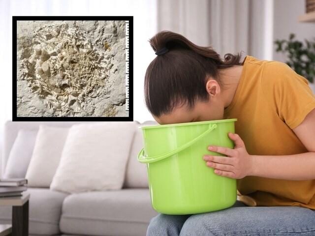 6.6 करोड़ साल पहले की गई 'उल्टी', वैज्ञानिकों ने कहा - खज़ाने से कम नहीं!