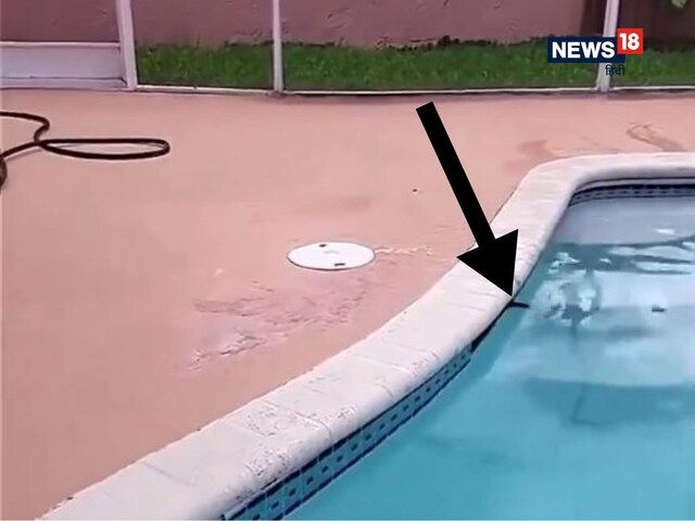 स्विमिंग पूल में नजर आया अनजान जीव का सिर, फर्श पर लगे ढक्कन को हटाकर देखा...