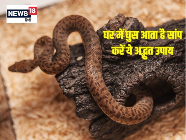घर में सांप आ रहे हैं, दीवार पर लिख दें ये शक्तिशाली शब्द, नहीं आएंगे दोबारा