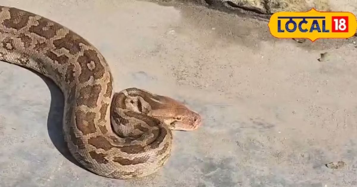 10 feet long python was seen crossing road in Ambala boys did rescue ...
