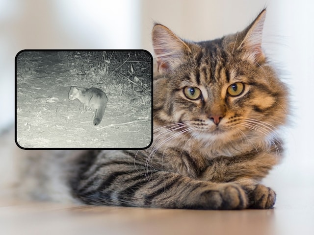 गुर्मी के अंडे से भी कम वजन, इस राज्य में दिखी दुनिया की सबसे छोटी-हल्की Cat गुर्मी के अंडे से भी कम वजन, इस राज्य में दिखी दुनिया की सबसे छोटी-हल्की Cat