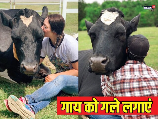 क्या है Cow Hug Day, दुनियाभर में क्यों है इसका ट्रेंड, जानिए इसके फायदे