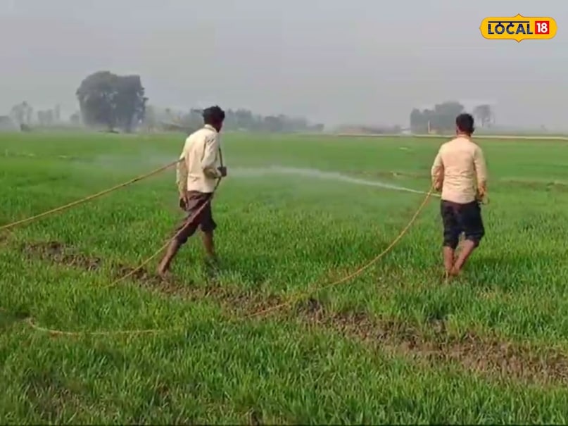 Farming Tips, weed control,  weed control management, Crop loss, weeds, tips and tricks, farmers news , weed control in bt cotton , खरपतवार समस्या , खरपतवार मारने की दवा , chare se fasal ka nuksan , how to remove weed from farm , cotton soybean maize weed issue , farm weed spray timing , best herbicide for cotton , खरगोन कृषि समाचार