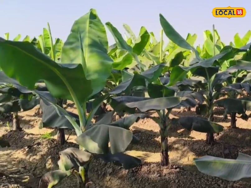 how to grow a banana plant, grow a banana plant at home, correct way to grow a banana plant, planting banana at home, गमले में कैसे उगाएं केले का पौधा, गमले में केले का पौधा लगाने का सही तरीका