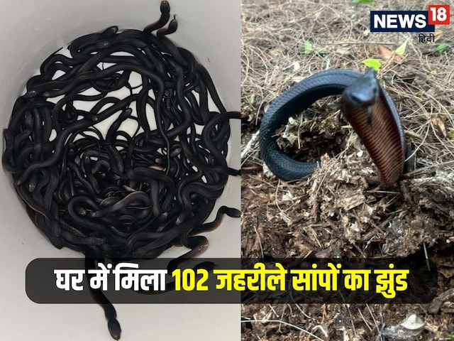 घर है या नागलोक! गार्डन में 10-20 नहीं पूरे 102 सांप मिले, देखने वाले कांप गए घर है या नागलोक! गार्डन में 10-20 नहीं पूरे 102 सांप मिले, देखने वाले कांप गए
