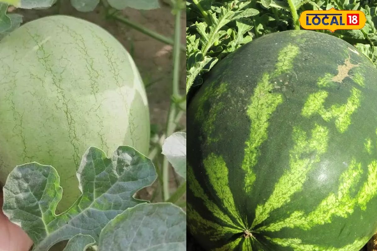 Watermelon cultivation: किसान इस विधि से करें तरबूज की खेती, कमाएंगे लाखों!