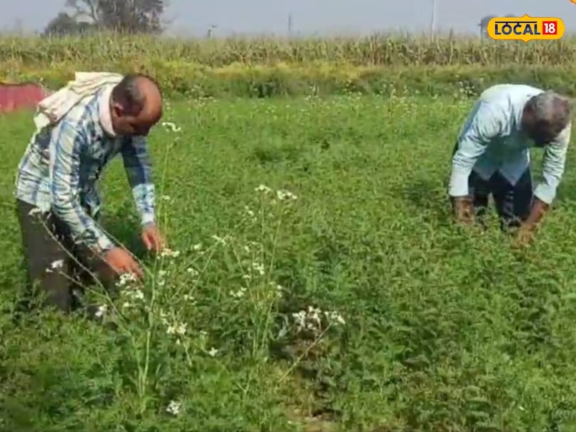 Farming Tips, weed control,  weed control management, Crop loss, weeds, tips and tricks, farmers news , weed control in bt cotton , खरपतवार समस्या , खरपतवार मारने की दवा , chare se fasal ka nuksan , how to remove weed from farm , cotton soybean maize weed issue , farm weed spray timing , best herbicide for cotton , खरगोन कृषि समाचार