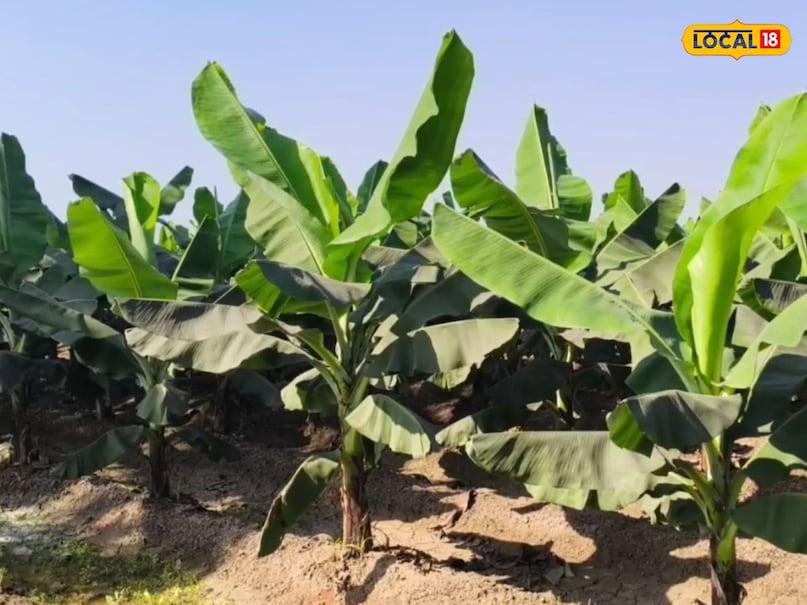 how to grow a banana plant, grow a banana plant at home, correct way to grow a banana plant, planting banana at home, गमले में कैसे उगाएं केले का पौधा, गमले में केले का पौधा लगाने का सही तरीका