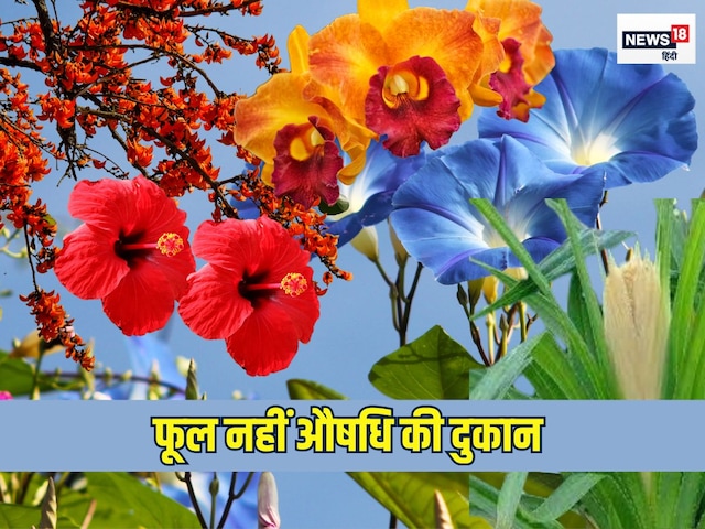 These 5 flowers affect both health and beauty like Sanjeevani These 5 flowers affect both health and beauty like Sanjeevani