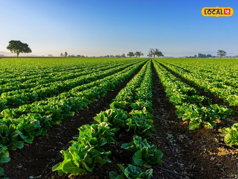 Farming Tips, weed control,  weed control management, Crop loss, weeds, tips and tricks, farmers news , weed control in bt cotton , खरपतवार समस्या , खरपतवार मारने की दवा , chare se fasal ka nuksan , how to remove weed from farm , cotton soybean maize weed issue , farm weed spray timing , best herbicide for cotton , खरगोन कृषि समाचार