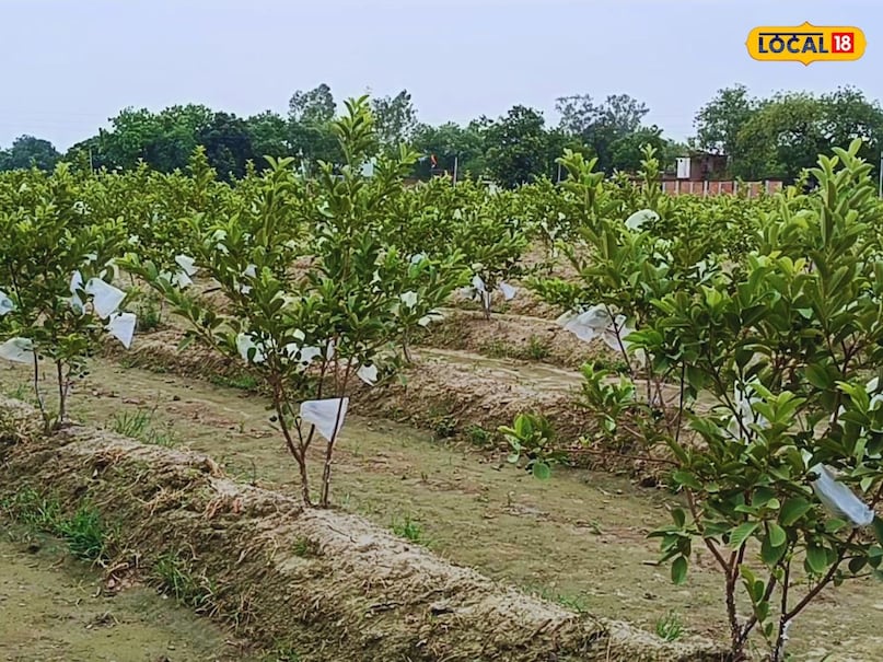 How to grow guava tree, Growing guava in pots, how to grow guava tree faster, grow guava tree from cutting, Guava tree height and width, Guava tree planting tips in india,