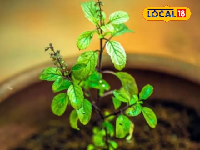 Consume this leaves, stomach problems, smell of breath, stress -everything will be treated! Consume this leaves, stomach problems, smell of breath, stress -everything will be treated!
