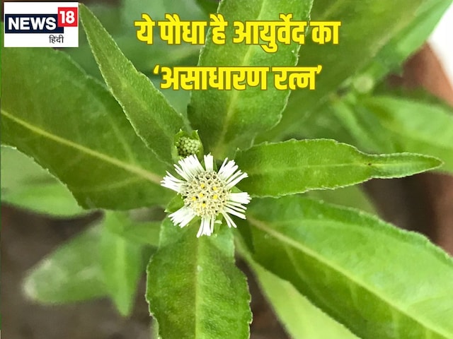 This is a precious medicinal plant, liver dirt out This is a precious medicinal plant, liver dirt out