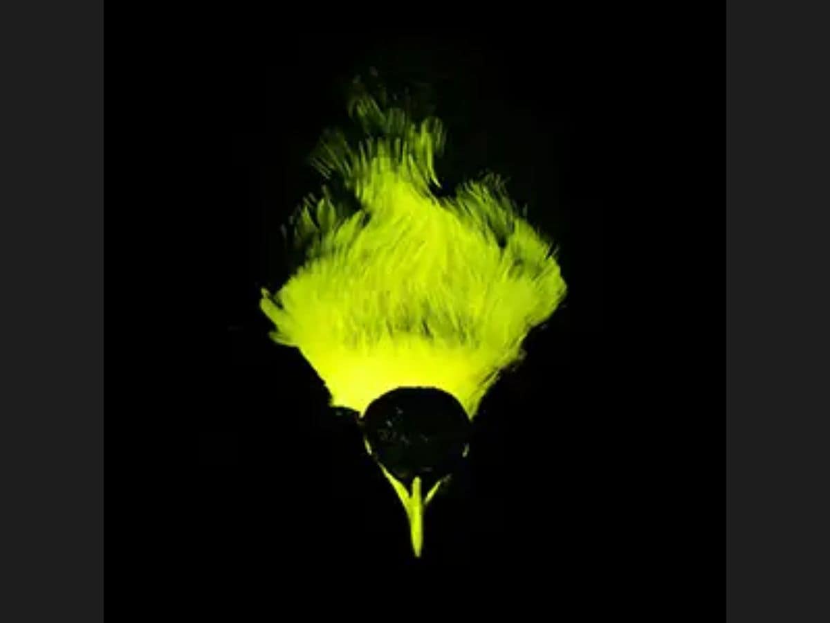 Bird of Paradise, स्वर्ग के पंछी, Bioluminescence, बायोलुमिनेसेंस, Bird Dance, पक्षी डांस, Mating Signals, weird news, bizarre news, shocking news, world, अजब गजब, अजीबोगरीब खबर, जरा हटके,