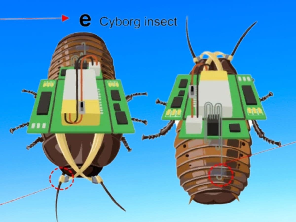 Cyborg Cockroach, साइबोर्ग कॉकरोच, Rescue Operations, बचाव कार्य, Electronic Circuits, इलेक्ट्रॉनिक सर्किट्स, Robotic Engineering, रोबोटिक इंजीनियरिंग, weird news, bizarre news, shocking news, world, अजब गजब, अजीबोगरीब खबर, जरा हटके, 