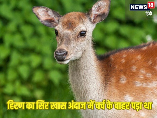 चर्च के बाहर पड़ा था हिरण का कटा हुआ सिर, ऐसा रखा था कि लोगों में फैली दहशत चर्च के बाहर पड़ा था हिरण का कटा हुआ सिर, ऐसा रखा था कि लोगों में फैली दहशत