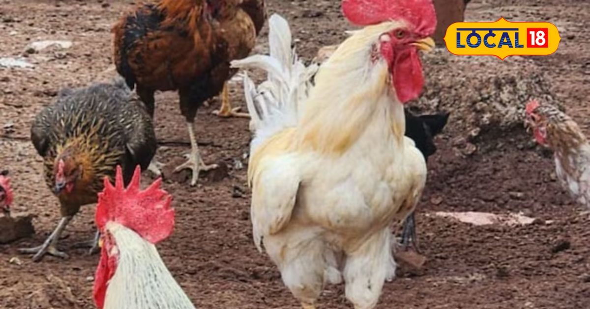 खेती के साथ देशी मुर्गी पालन! हर महीने 2 लाख की इनकम...ये टिप्स काम की हैं