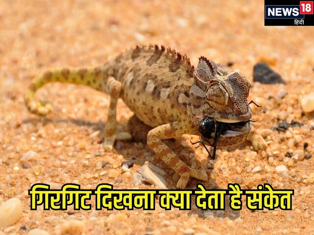 समझ जाएं चमकने वाला है आपका भाग्य अगर दिख जाए गिरगिट