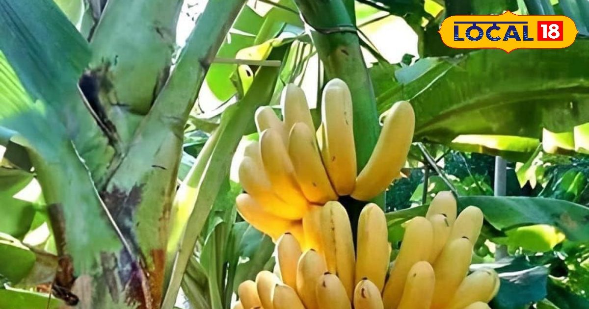 Banana Benefits: केला खाने से सेहत को कई फायदे, बस इस तरीके से खाएं, डिप्रेशन तक होगा दूर!