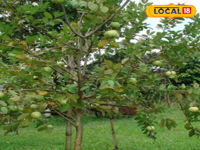 Agriculture News,japani red diamond guava,guava prodcution, red Diamond Guava, Japanese Red Diamond Guava Cultivation, Japanese Red Diamond Guava Rate, How to Cultivate Japanese Red Diamond Guava, जापानी रेड डायमंड अमरूद, जापानी रेड डायमंड अमरूद की खेती, जापानी रेड डायमंड अमरूद का रेट, कैसे करें जापानी रेड डायमंड अमरूद की खेती