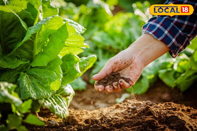 How do you take care of plants in monsoon