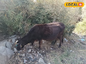 कूड़ा कूड़ा