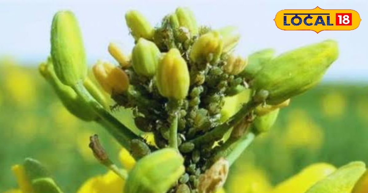 Mahu Insect सरसों की फसल को बर्बाद कर देगा ये कीट, तबाह होने से पहले कर लें ये उपाय ...