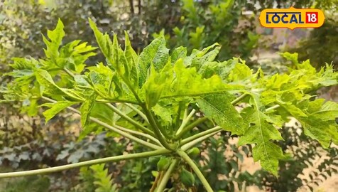 Medicinal Medicinal