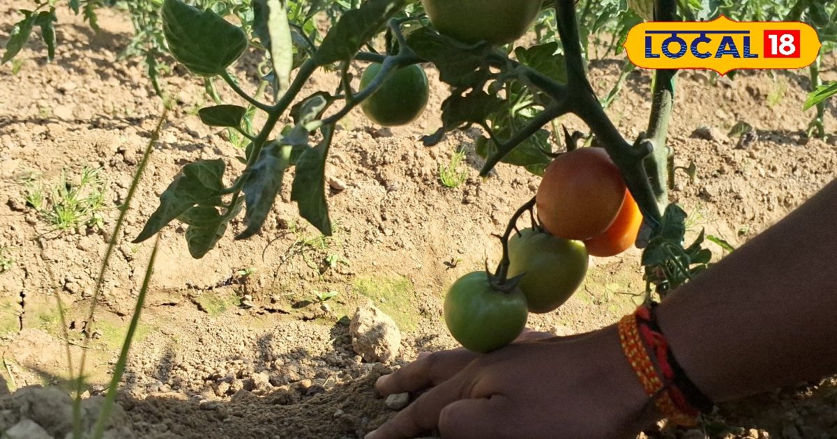 देखिए कैसे हुआ कमाल, एक ही पौधे पर उगा दिए आलू और टमाटर, जानें चमत्कार