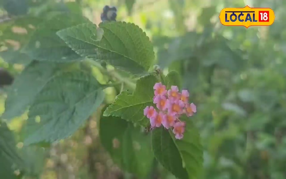 सांसों से आती है बदबू, बात करते समय लोग घुमा लेते हैं सिर, नेचुरल माउथ फ्रेशनर का काम करेगा यह पत्ता