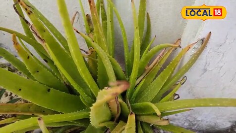 Aloe Vera Aloe Vera