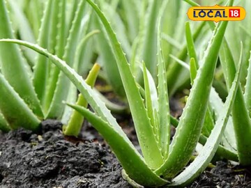 एलोवेरा