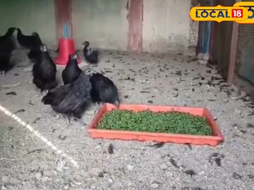 कड़कनाथ