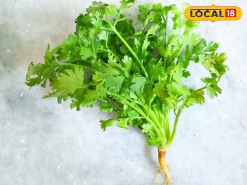Coriander Coriander