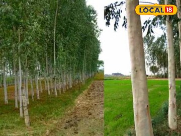 आयुर्वेद