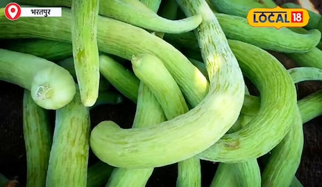 ककड़ी ककड़ी
