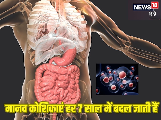 क्या कहता है विज्ञान: क्या 7 साल में पूरा का पूरा बदल जाता है हमारा शरीर?