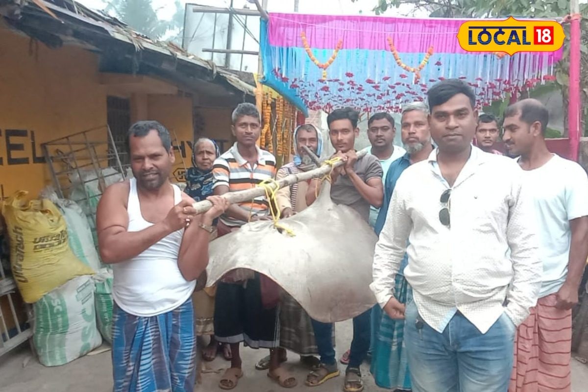 इस दुर्लभ मछली की कीमत जान हैरान हो जाएंगे! सुंदरबन में पकड़ी गई समुद्री दैत्य