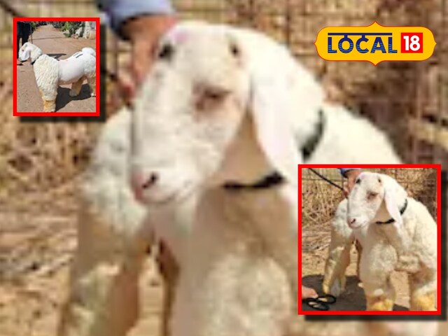 8 महीने का मेमना, कीमत इतनी, जितने में खरीद सकते हो बुलेट बाइक, जानें खासियत 8 महीने का मेमना, कीमत इतनी, जितने में खरीद सकते हो बुलेट बाइक, जानें खासियत