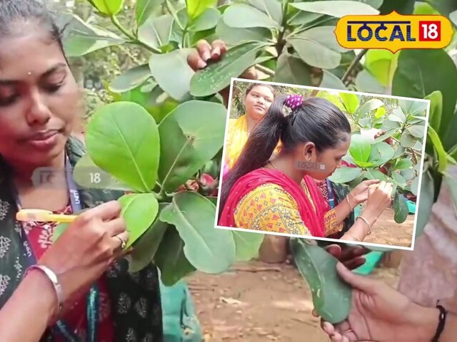 ये सिर्फ पेड़ नहीं Love Tree है...इसे गिफ्ट करते ही हो जाता है प्यार का इजहार